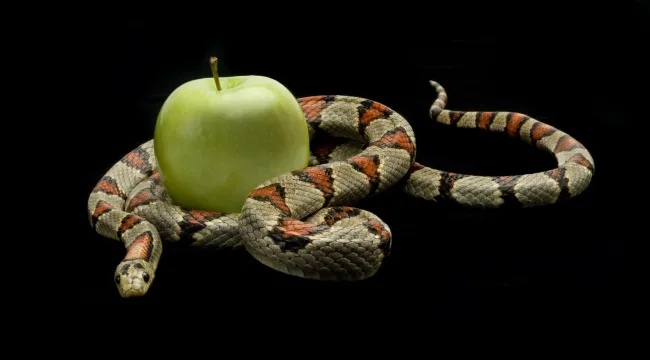 Любимые наши «грешки»