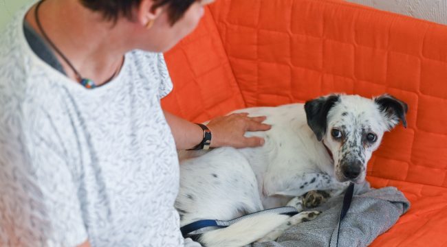Для тебя — небо в огнях, для них — ночь ужаса: как фейерверки на Новый год становятся пыткой для животных