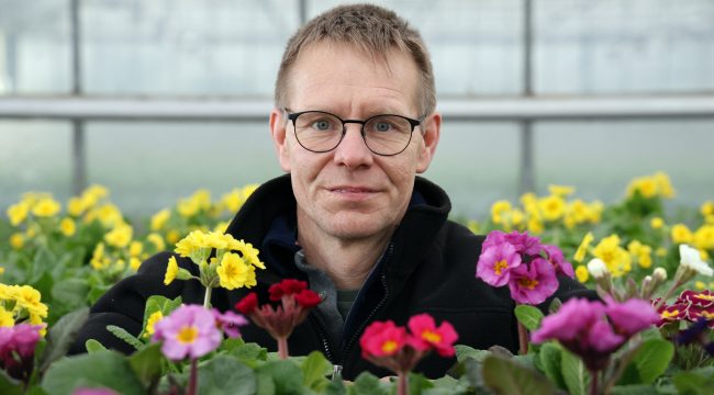 Стремление к весне: в раю примул