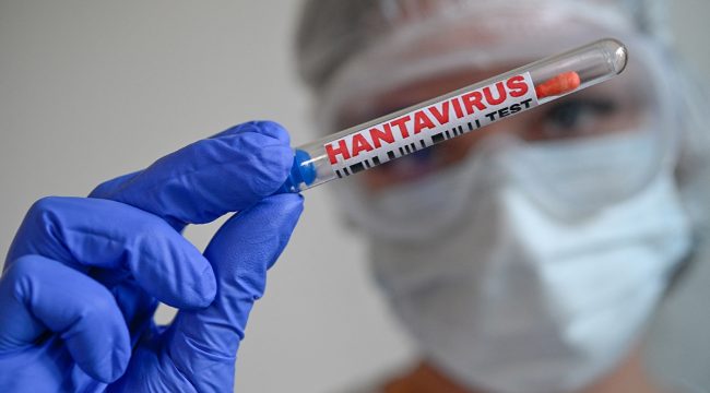 Вспышка хантавируса на круизном судне: 5 ключевых фактов, которые нужно знать