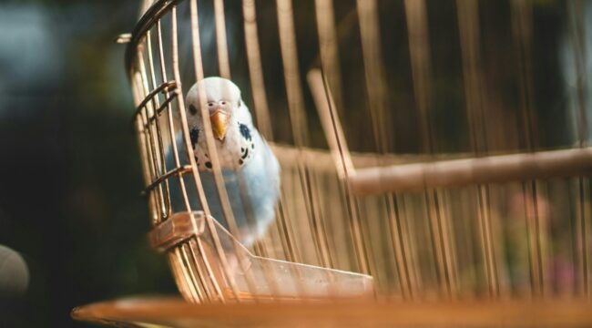 Церковь в Китае: учиться летать в клетке